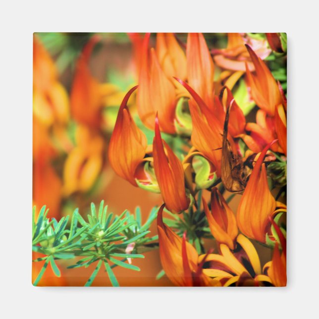 Fiery Red Orange Blooms on this Crocosmia Garden   Magnet (Front)