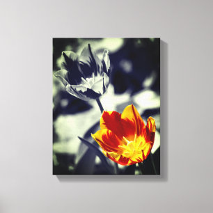 Fiery Tulip Flower Pair Partial Colour Canvas Print