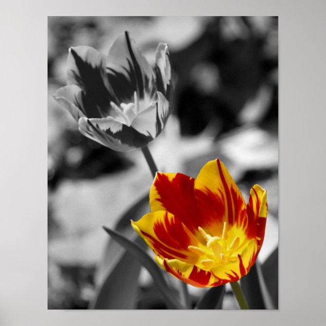 Fiery Tulip Flower Pair Partial Colour Poster (Front)
