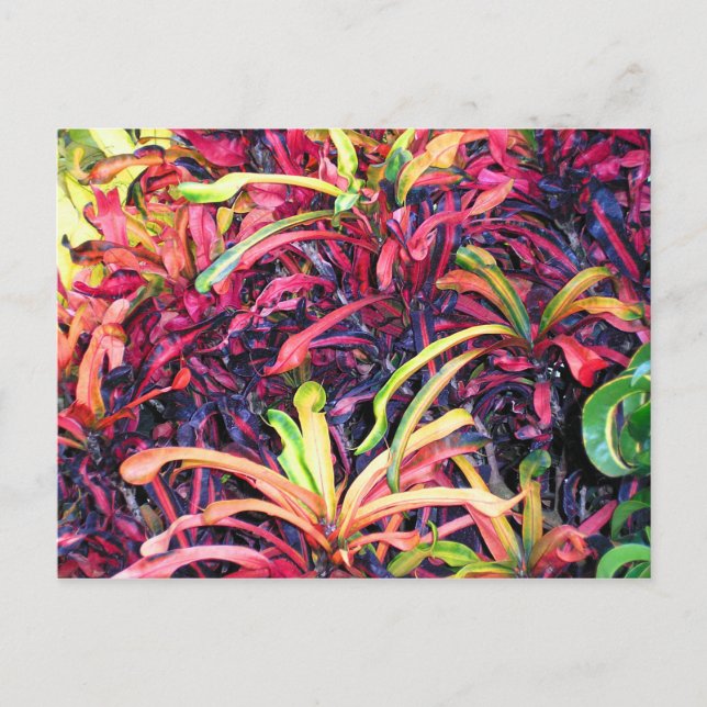 Fiesta de couleur - Carte postale (Devant)