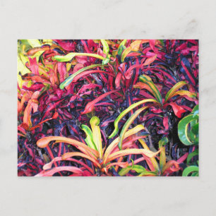 Fiesta of Colour - Postcard