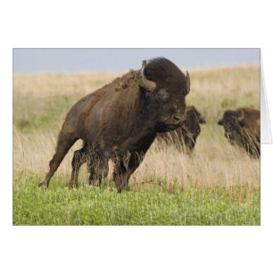 Fiesty young bison bull at the Tallgrass