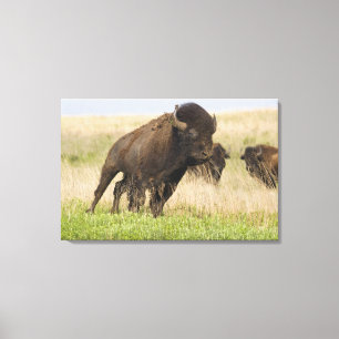 Fiesty young bison bull at the Tallgrass Canvas Print