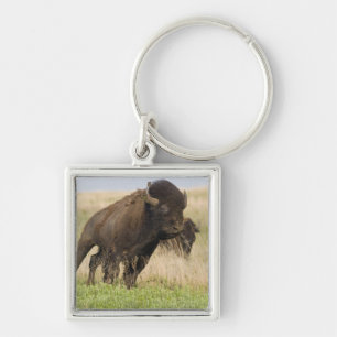 Fiesty young bison bull at the Tallgrass Keychain