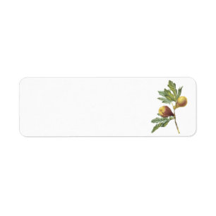 fig(Ficus violacea) by Redouté