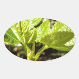 Fig Leaves Oval Sticker