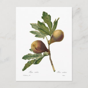 Fig Postcard