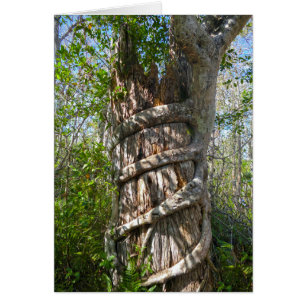 Fig Strangler, Gros marais Cypress, Floride