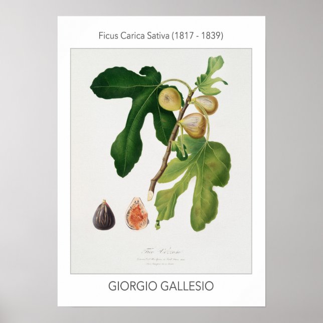 Figes, affiche Vintage d'illustrations botaniques (Devant)