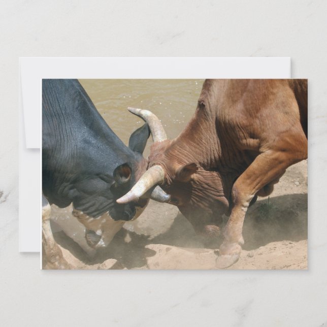 Fighting Bulls (Front)