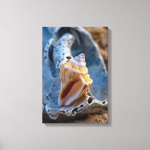 Fighting Conch on a Broken Beauty Canvas Print