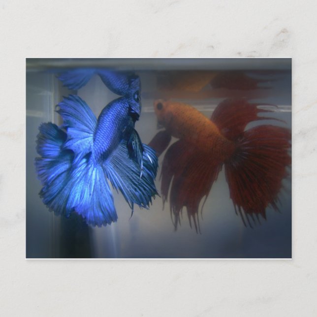 Fighting Fish Postcard (Front)