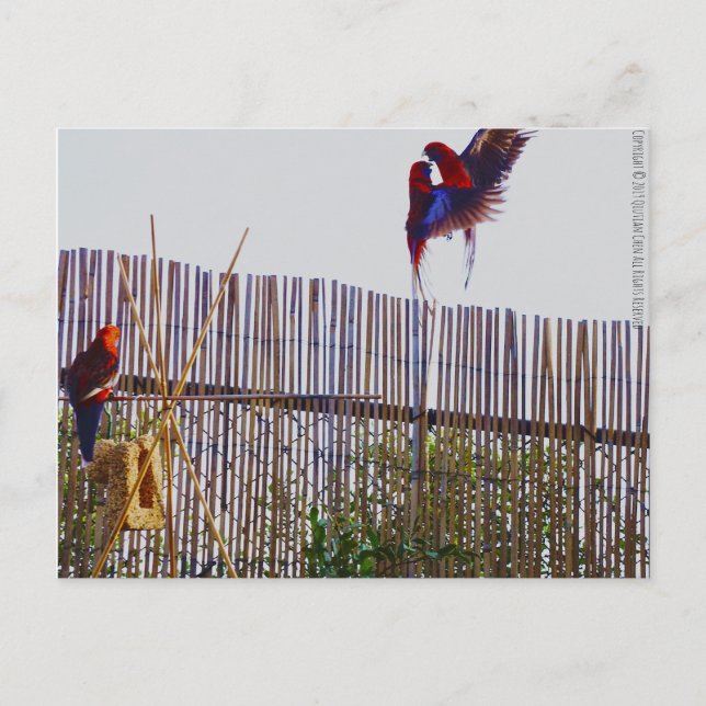 Fighting for the girl postcard (Front)