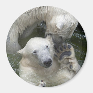 Fighting Polar Bears Magnet