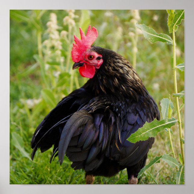 Fighting Rooster Poster (Front)