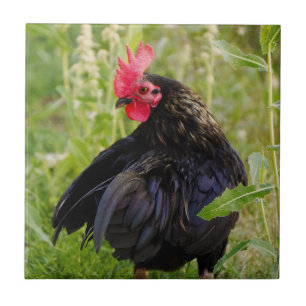 Fighting Rooster Tile