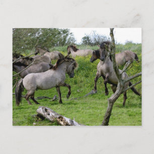 fighting stallions postcard