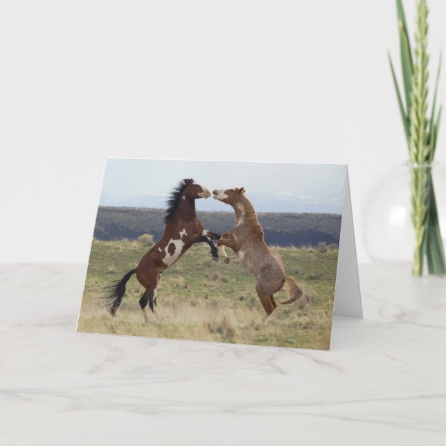 Fighting Stallions, Steens Mountains, Oregon Card (Front)