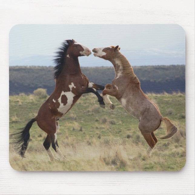 Fighting Stallions, Steens Mountains, Oregon Mouse Pad (Front)