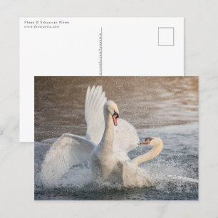 Fighting Swans Postcard