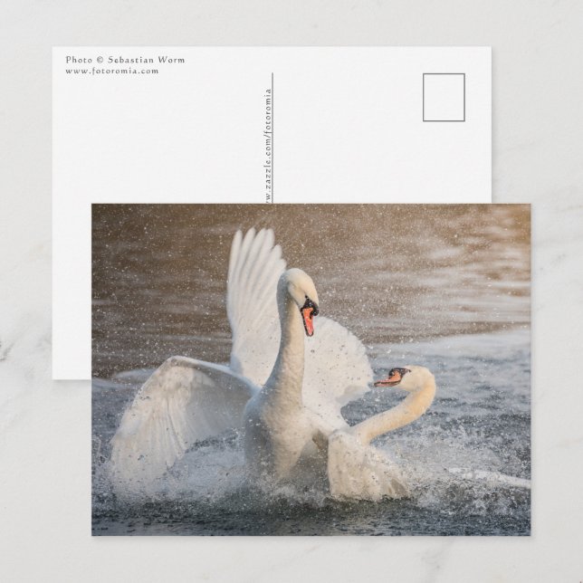 Fighting Swans Postcard (Front/Back)