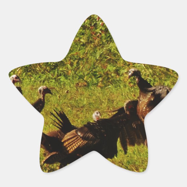 Fighting Wild Turkeys in The Smoky Mountains Star Sticker (Front)