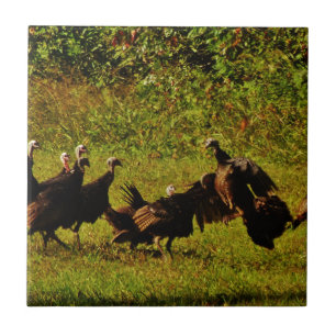 Fighting Wild Turkeys in The Smoky Mountains Tile