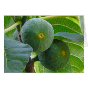 Figs