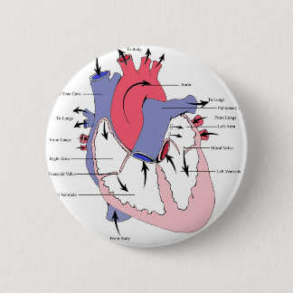 Figure 2. Normal Heart Function.jpg 2 Inch Round Button