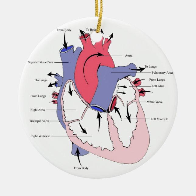 Figure 2. Normal Heart Function.jpg Ceramic Ornament (Front)