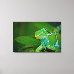 Fiji crested Iguana, Kula Eco Park, Viti Levu, Canvas Print