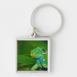 Fiji crested Iguana, Kula Eco Park, Viti Levu, Keychain