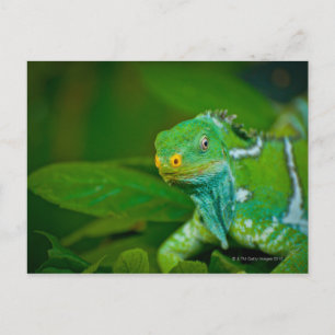 Fiji crested Iguana, Kula Eco Park, Viti Levu, Postcard