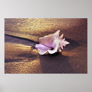 Fiji Islands, there are still shells like this on Poster