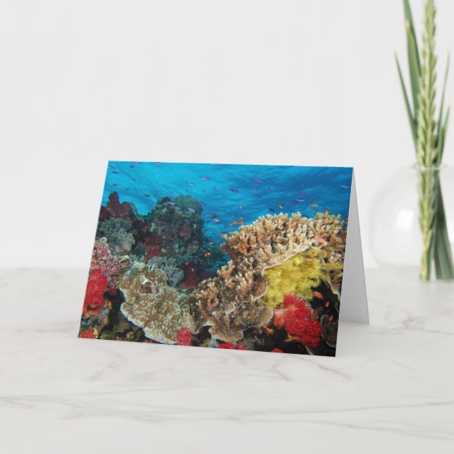 Fiji Reef Scene Card (Front)