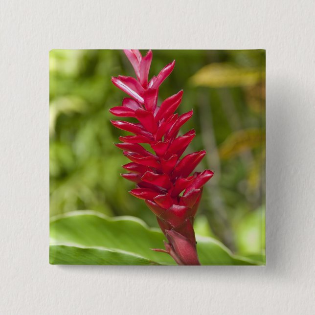 Fiji, Viti Levu Island. Flower. 2 Inch Square Button (Front)