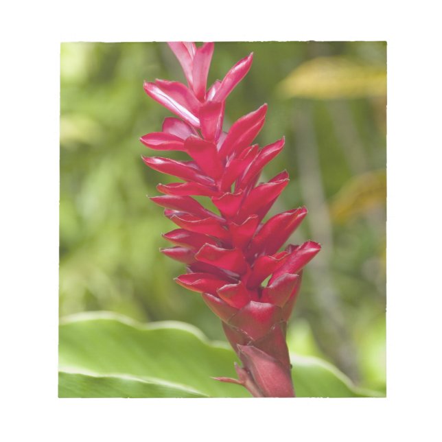 Fiji, Viti Levu Island. Flower. Notepad (Front)
