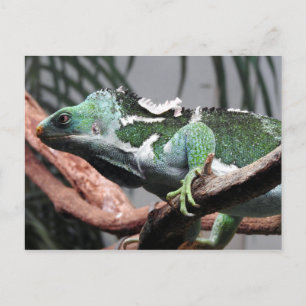 Fijian Crested Iguana Holiday Postcard