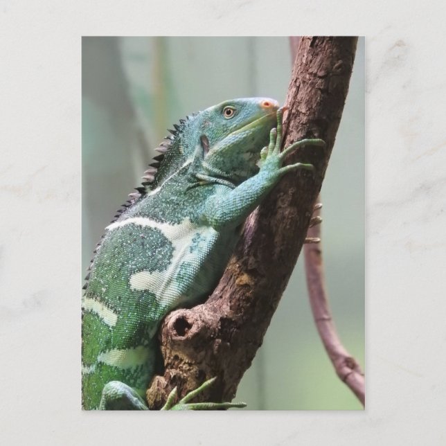Fijian Crested Iguana Postcard (Front)