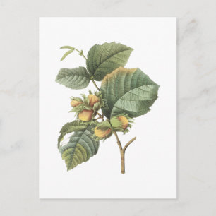 filbert(Corylus maxima) by Redouté Postcard