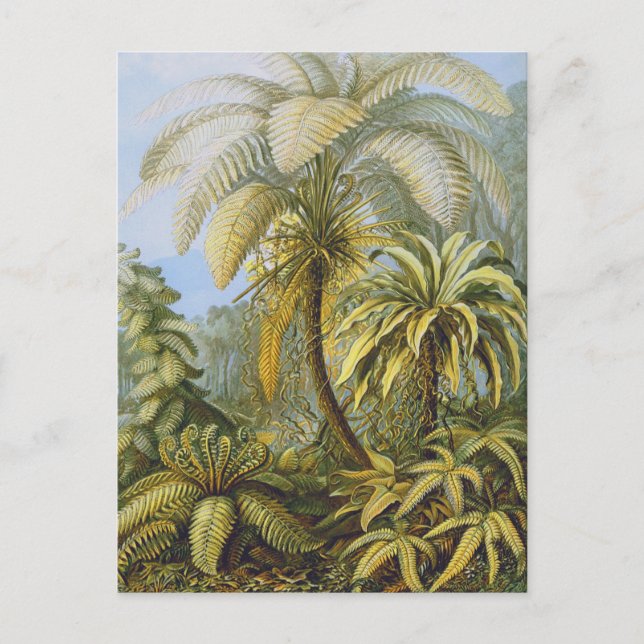 Filicinae (Ferns), Ernst Haeckel Fine Art Postcard (Front)