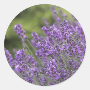 Fill Sticker Template - Customized