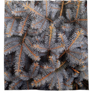 FILL THE FRAME PHOTOGRAPH OF GREY PINE TREE LEAVES