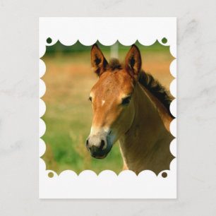 Filly Postcard