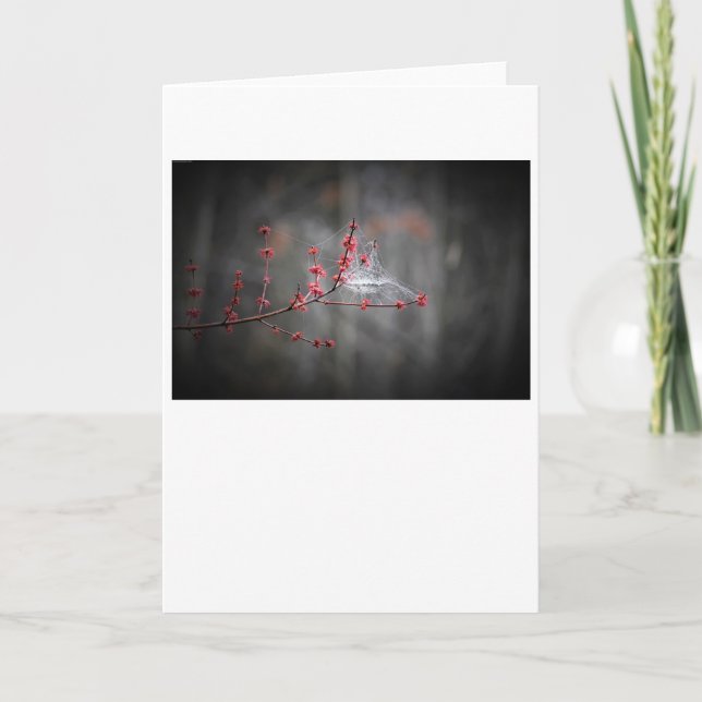 Fils de ressort, carte (Devant)
