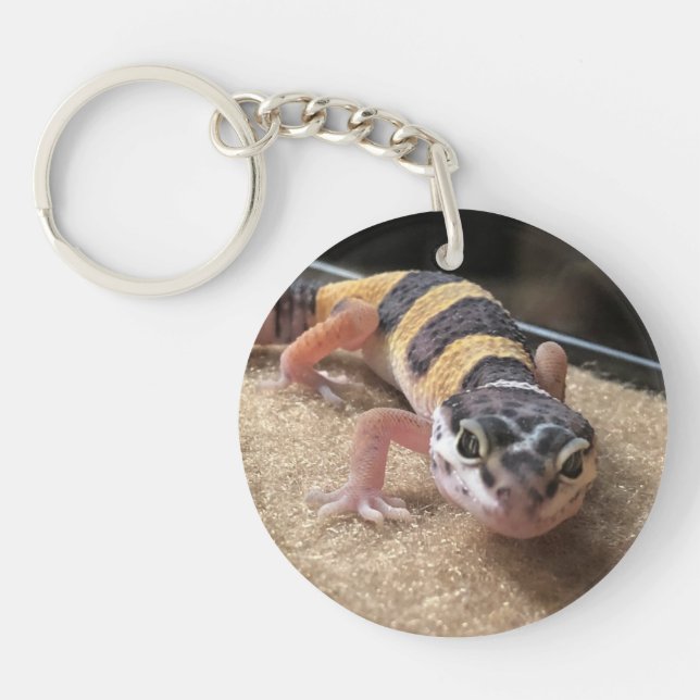 Fin de Gecko de léopard vers le haut de porte - (Devant)