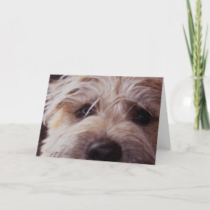 Fin de visage de chiot vers le haut de carte