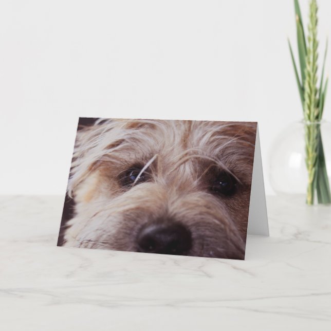 Fin de visage de chiot vers le haut de carte (Devant)