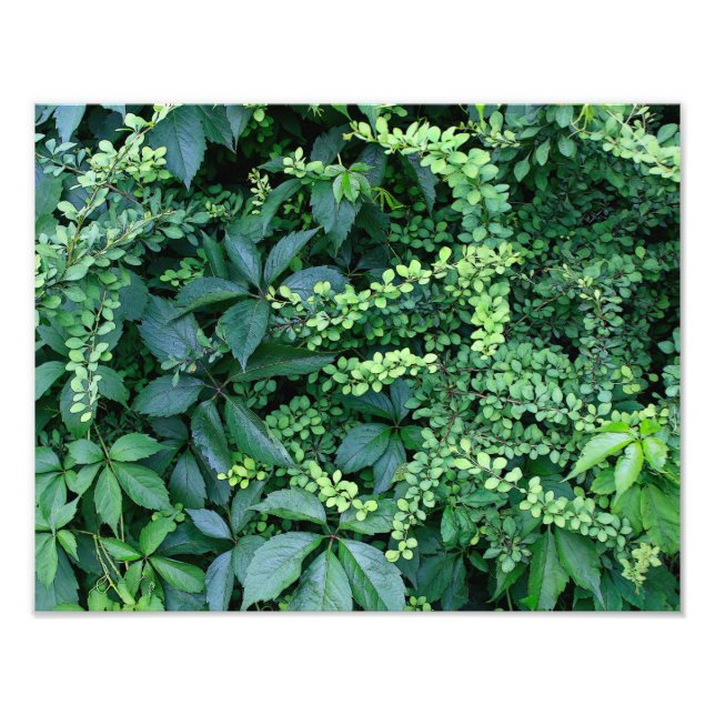 Final 14" x 11" Photo Enlargement (Front)