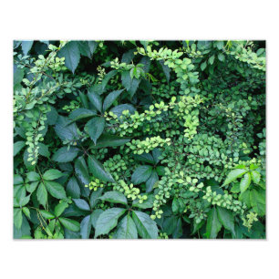 Final 14" x 11" Photo Enlargement Print